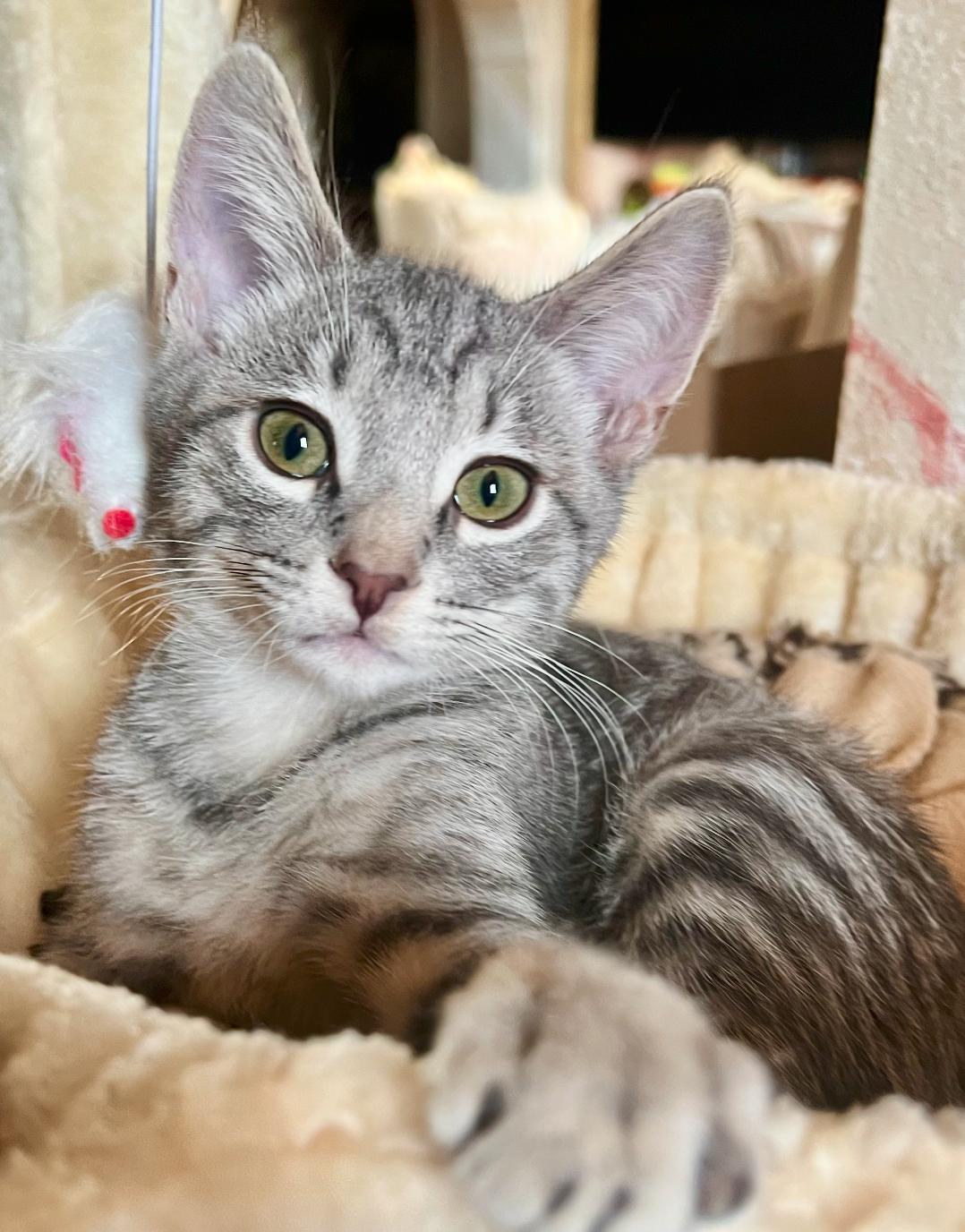 Ash, ADOPTABLE, Kitten Female Domestic Short Hair.