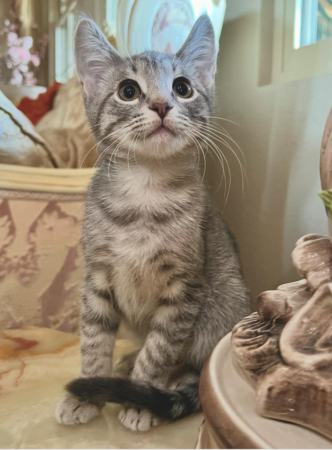 Ash, a ADOPTABLE Domestic Short Hair in ladera ranch, CA image 4/4