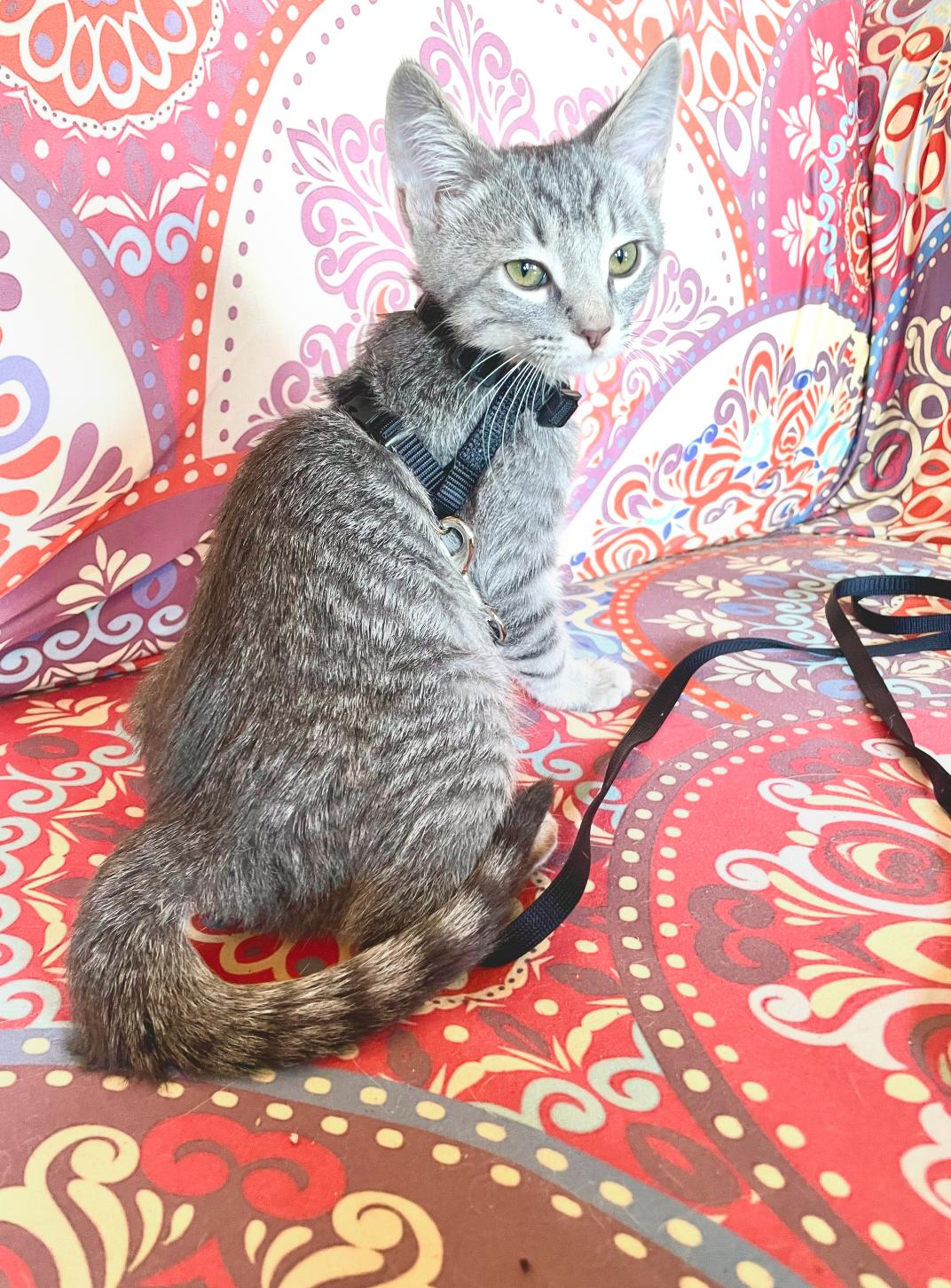 Ash, a ADOPTABLE Domestic Short Hair in ladera ranch, CA image 2/4