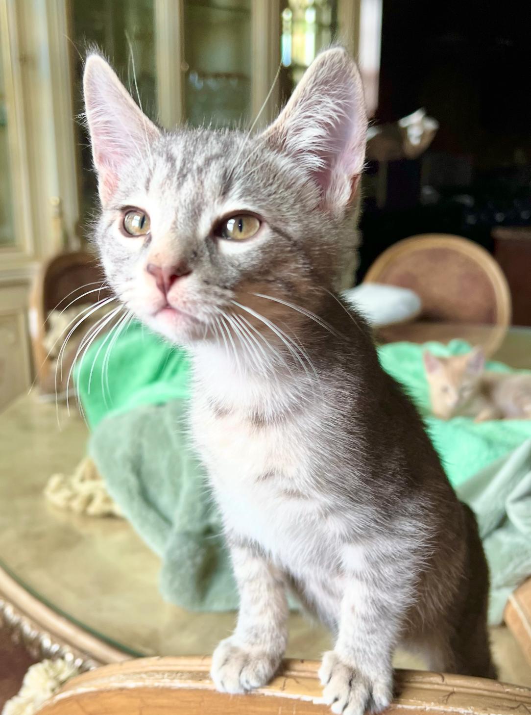 Ash, a ADOPTABLE Domestic Short Hair in ladera ranch, CA image 3/4