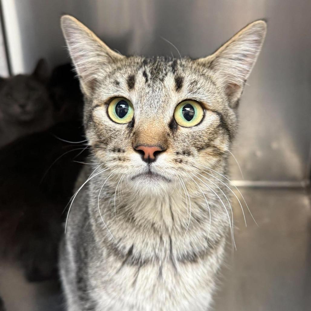 Franny, Adoptable, Young Female Domestic Short Hair.