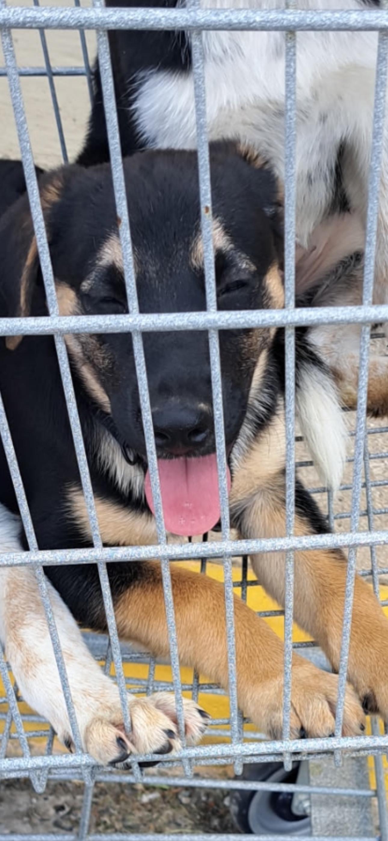 Enlarge Kelly, a Adopted mixed breed in Haslet, TX image 1/1