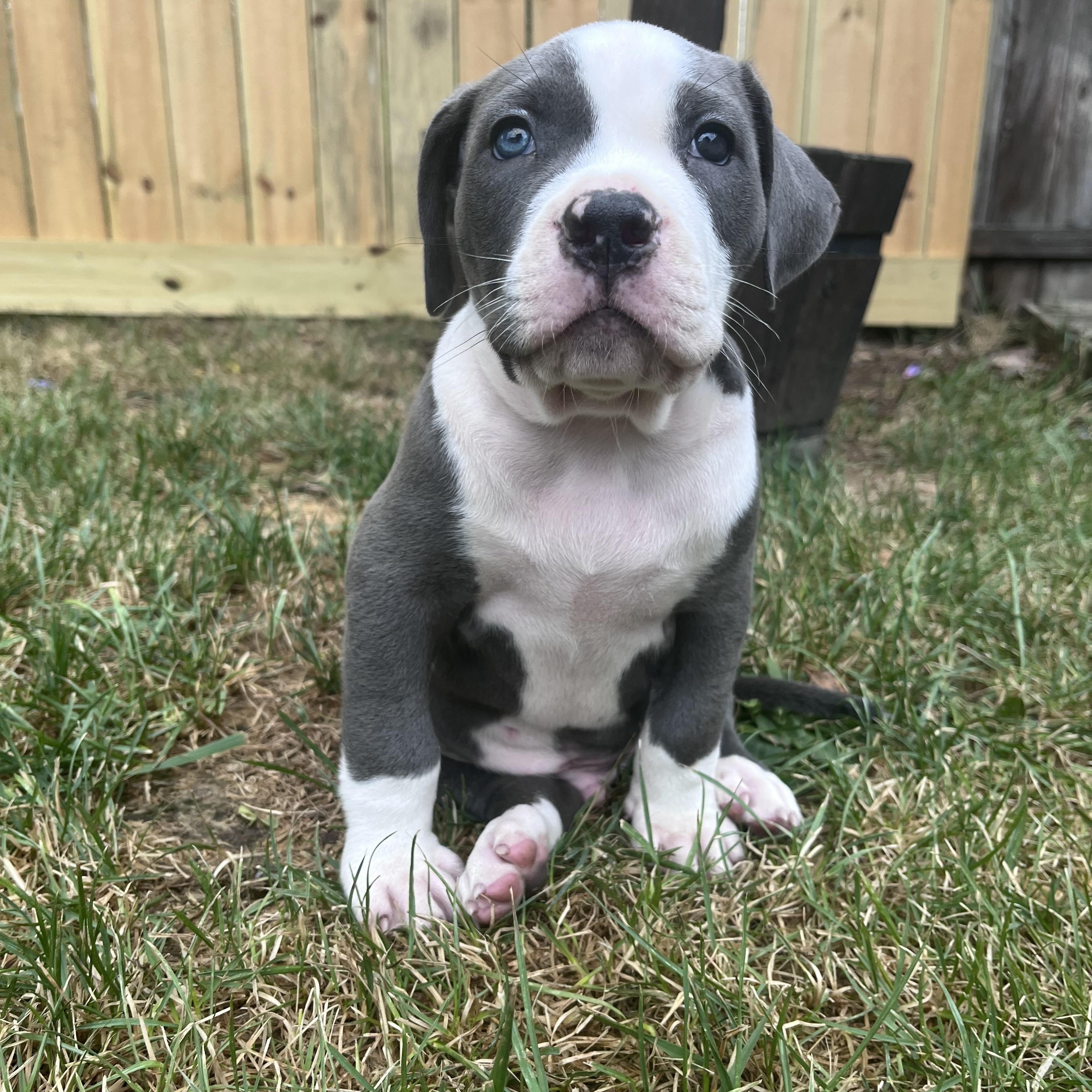 Enlarge Joxer, a Adopted mixed breed in Detroit, MI image 2/3