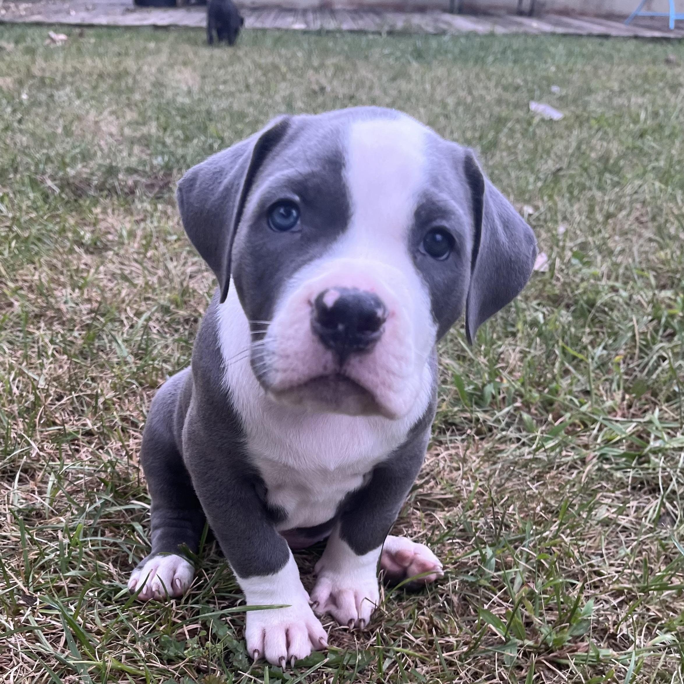 Enlarge Joxer, a Adopted mixed breed in Detroit, MI image 1/3