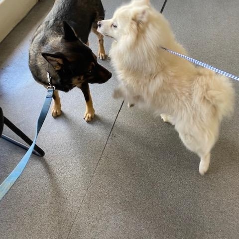 Enlarge Marty, a ADOPTABLE American Eskimo Dog in Menifee, CA image 5/5