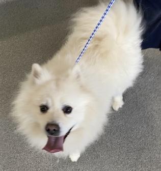 Enlarge Marty, a ADOPTABLE American Eskimo Dog in Menifee, CA image 2/5
