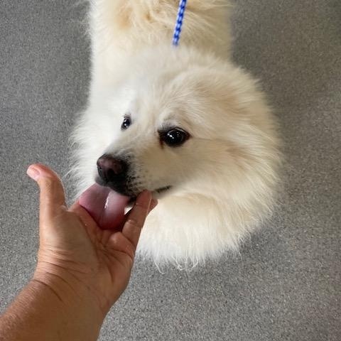 Enlarge Marty, a ADOPTABLE American Eskimo Dog in Menifee, CA image 3/5