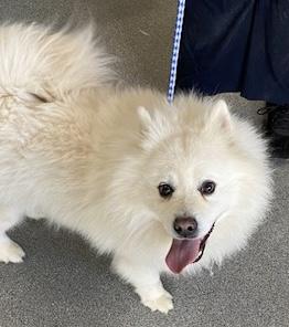 Marty, ADOPTABLE, Adult Male American Eskimo Dog.
