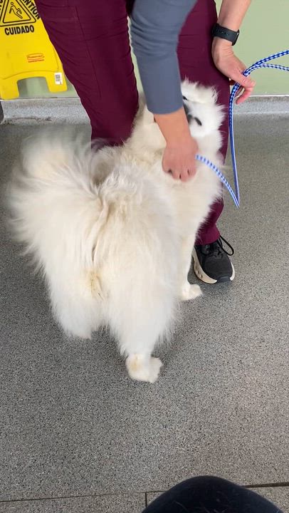 Enlarge Marty, a ADOPTABLE American Eskimo Dog in Menifee, CA video 4/5