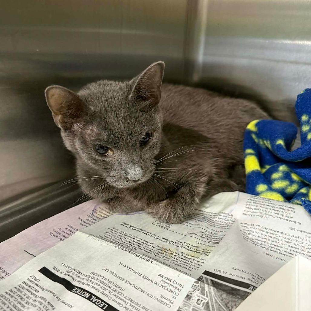 Kimiko, Adoptable, Adult Female Domestic Short Hair.