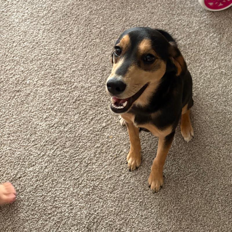 Boba, Adoptable, Young Female Dachshund & Shepherd.