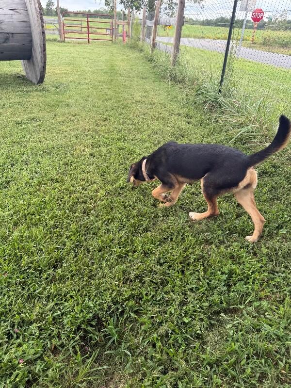 Enlarge Boba, a Adoptable mixed breed in Partlow, VA image 2/5