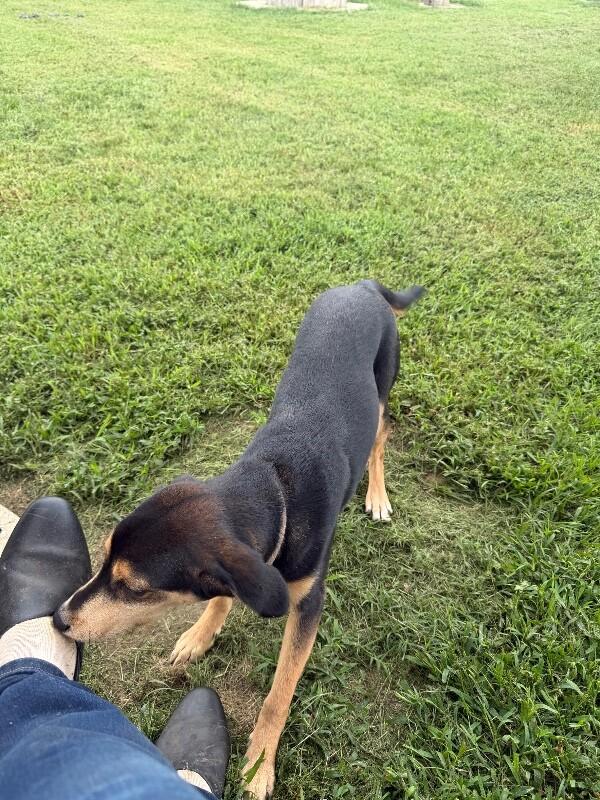 Enlarge Boba, a Adoptable mixed breed in Partlow, VA image 3/5
