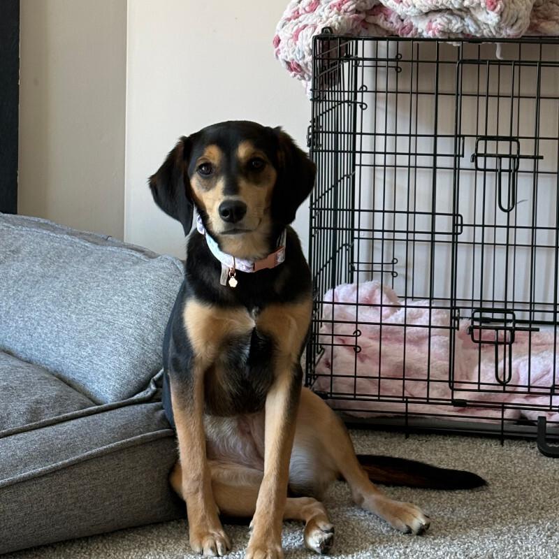 Enlarge Boba, a Adoptable mixed breed in Partlow, VA image 4/5