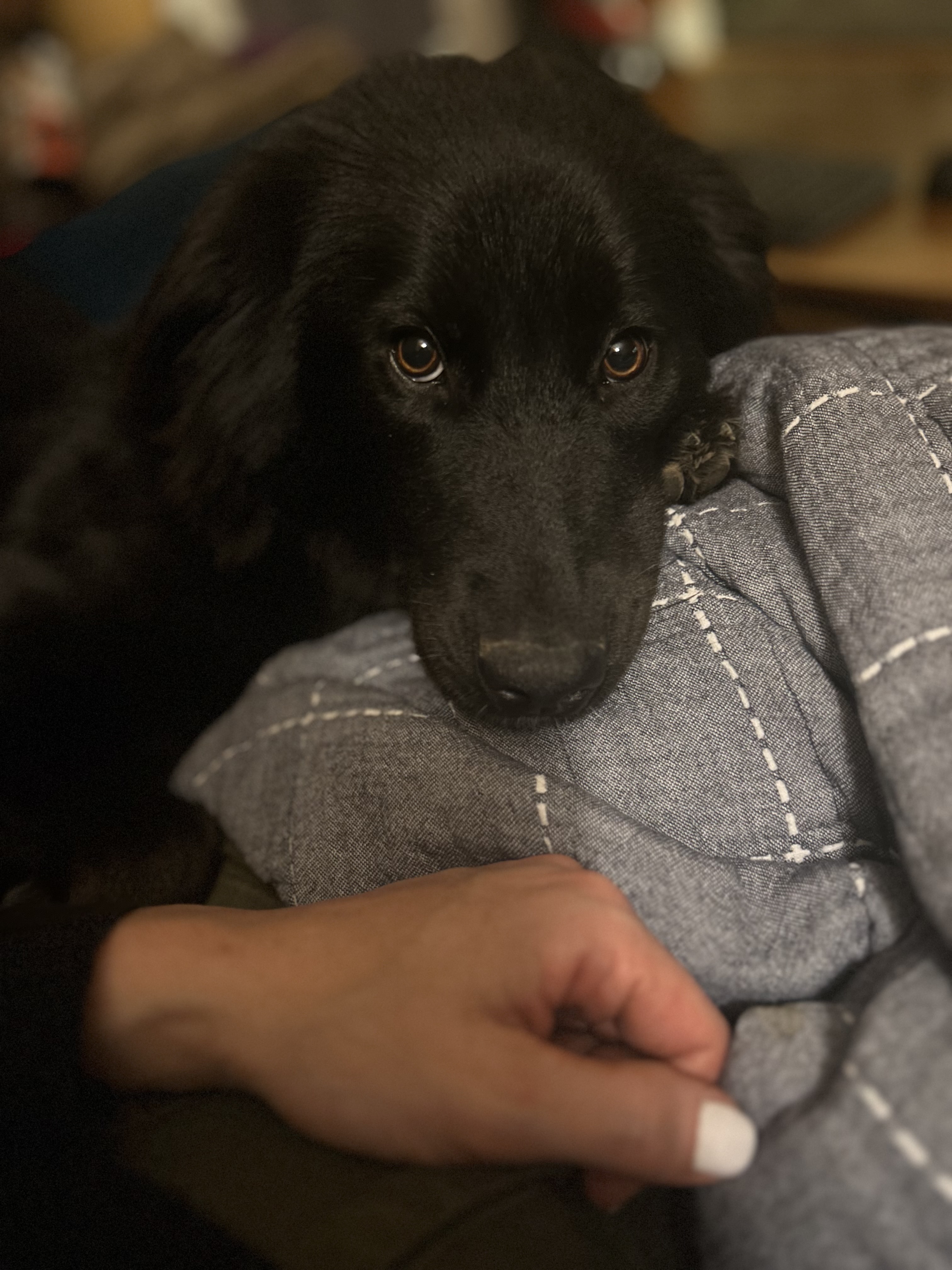 Enlarge Cinder, a Adopted Border Collie in Gum Spring, VA image 2/6