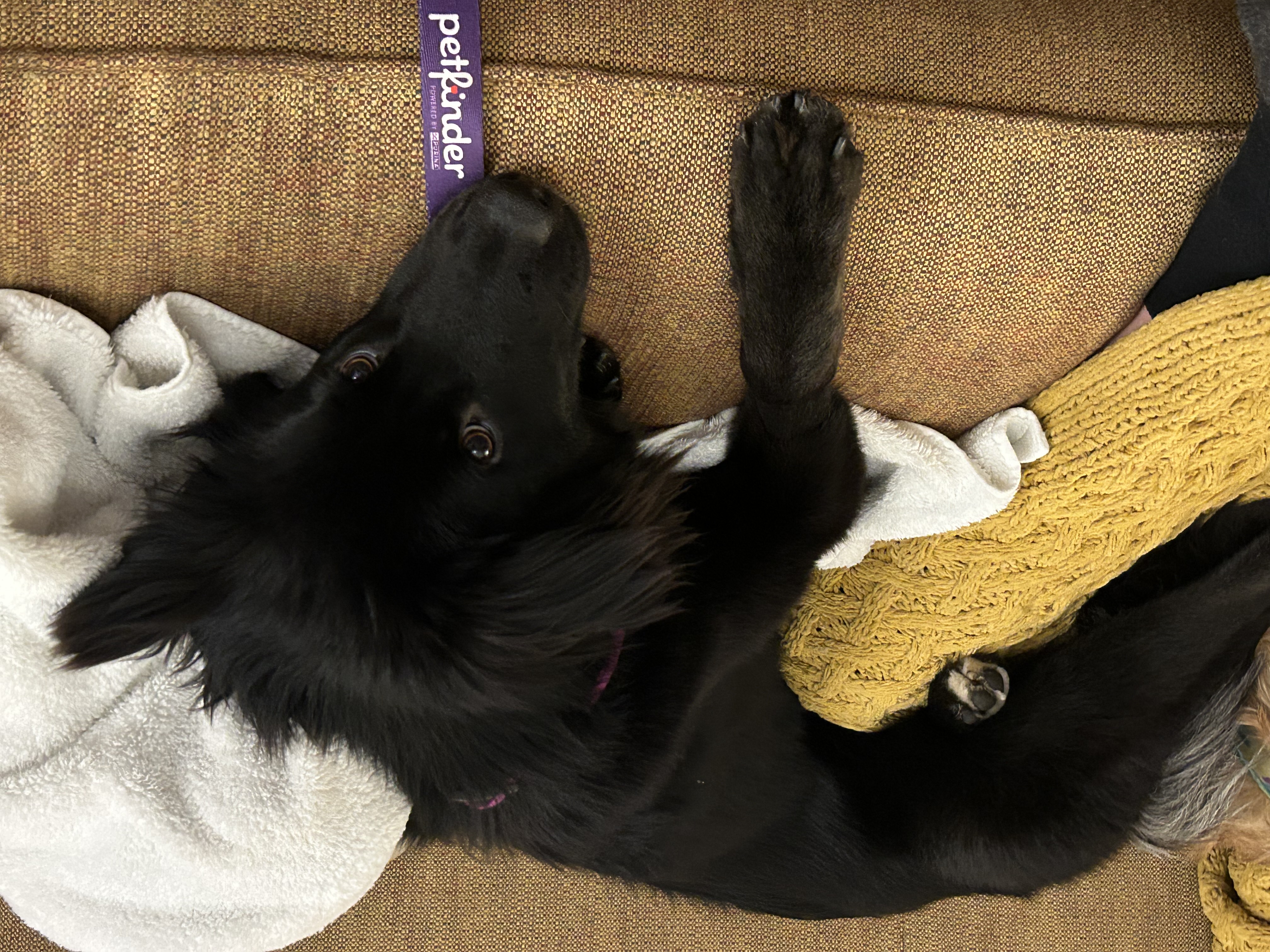 Enlarge Cinder, a Adopted Border Collie in Gum Spring, VA image 3/6