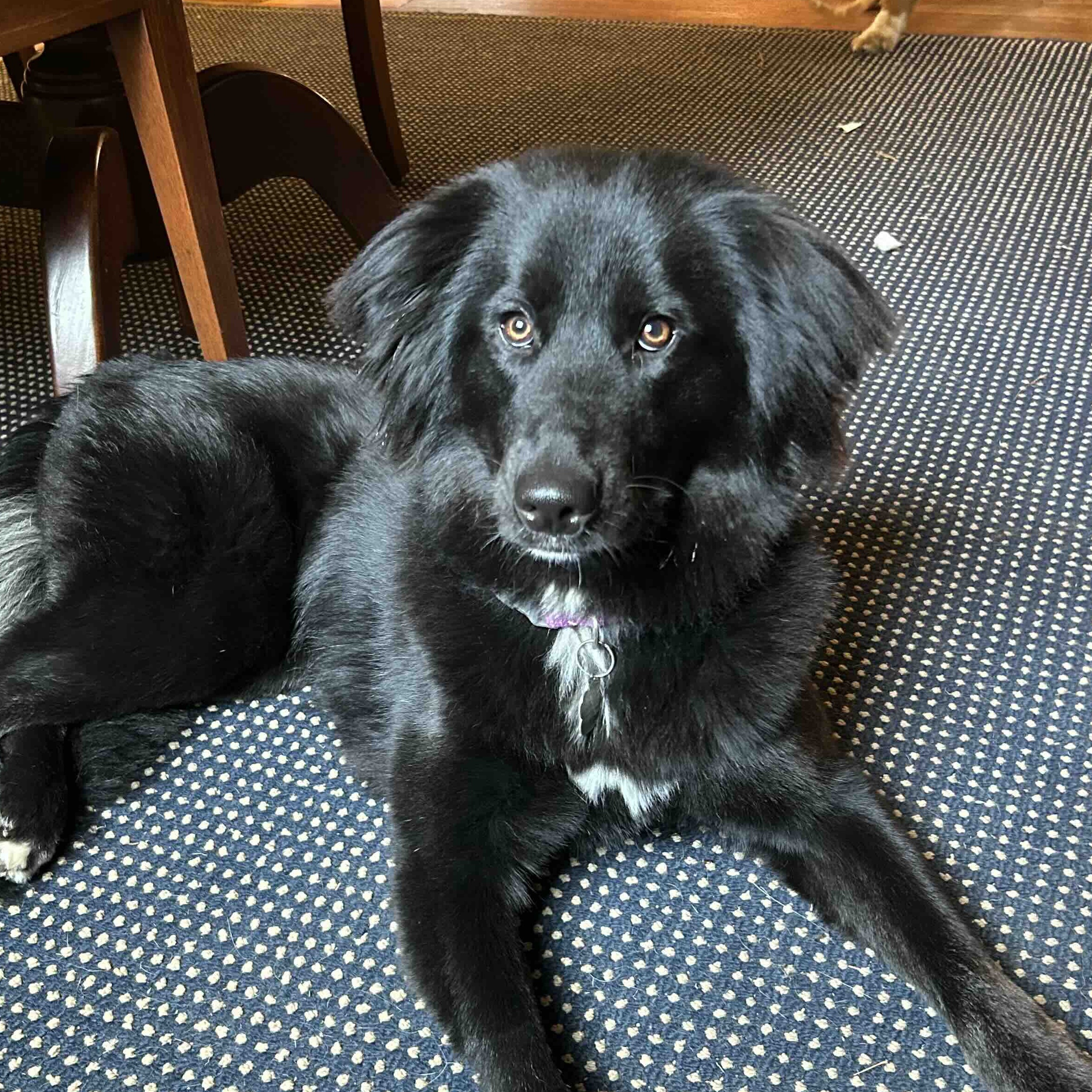 Enlarge Cinder, a Adopted Border Collie in Gum Spring, VA image 1/6