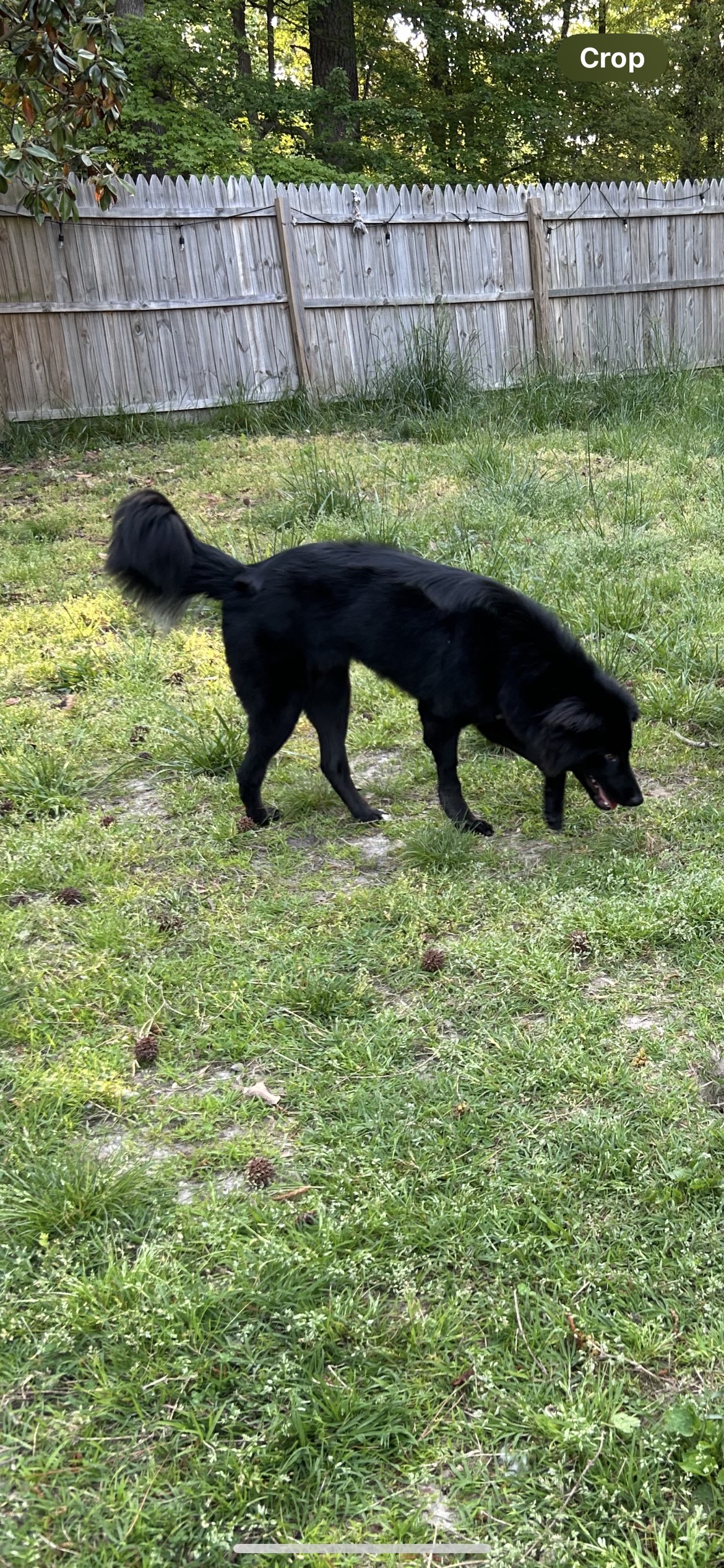 Enlarge Cinder, a Adopted Border Collie in Gum Spring, VA image 5/6