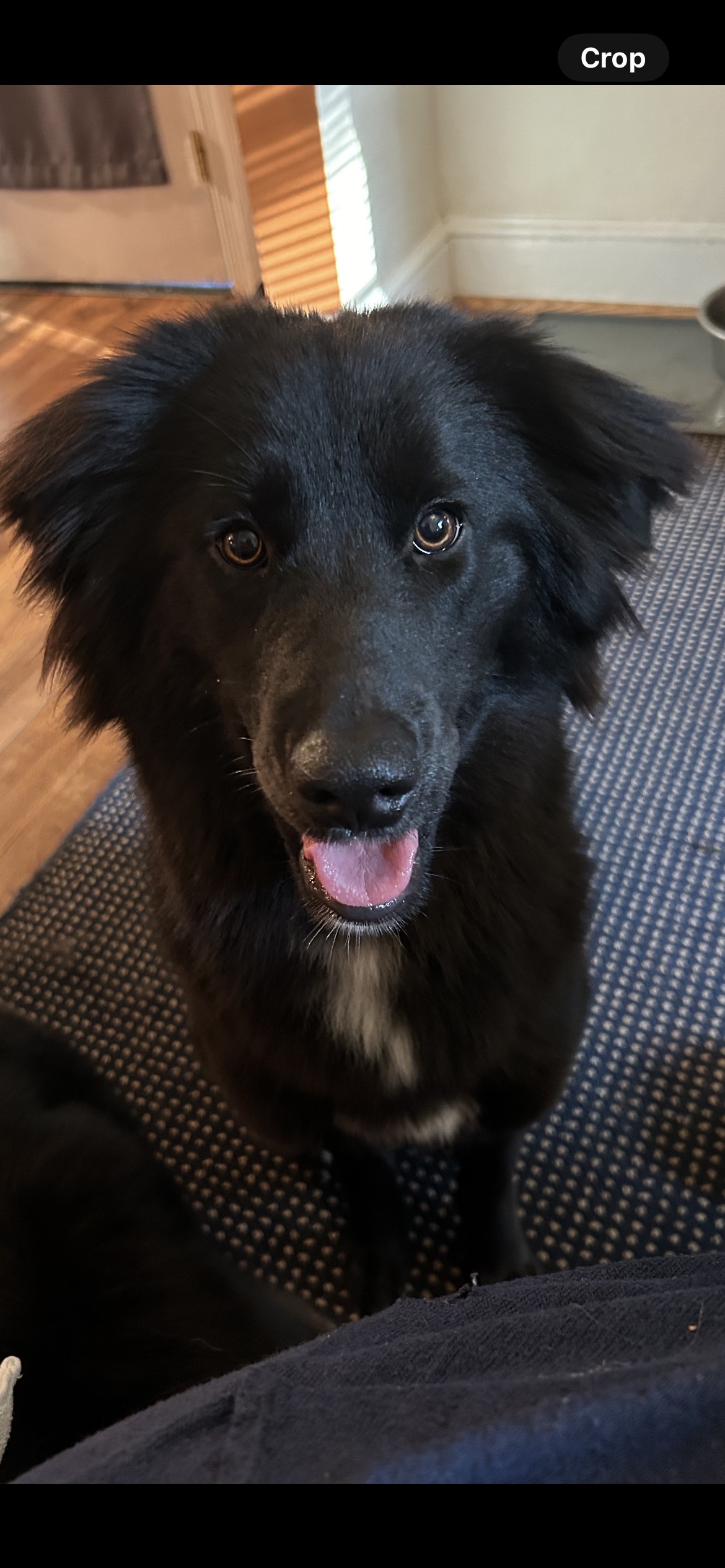 Enlarge Cinder, a Adopted Border Collie in Gum Spring, VA image 6/6