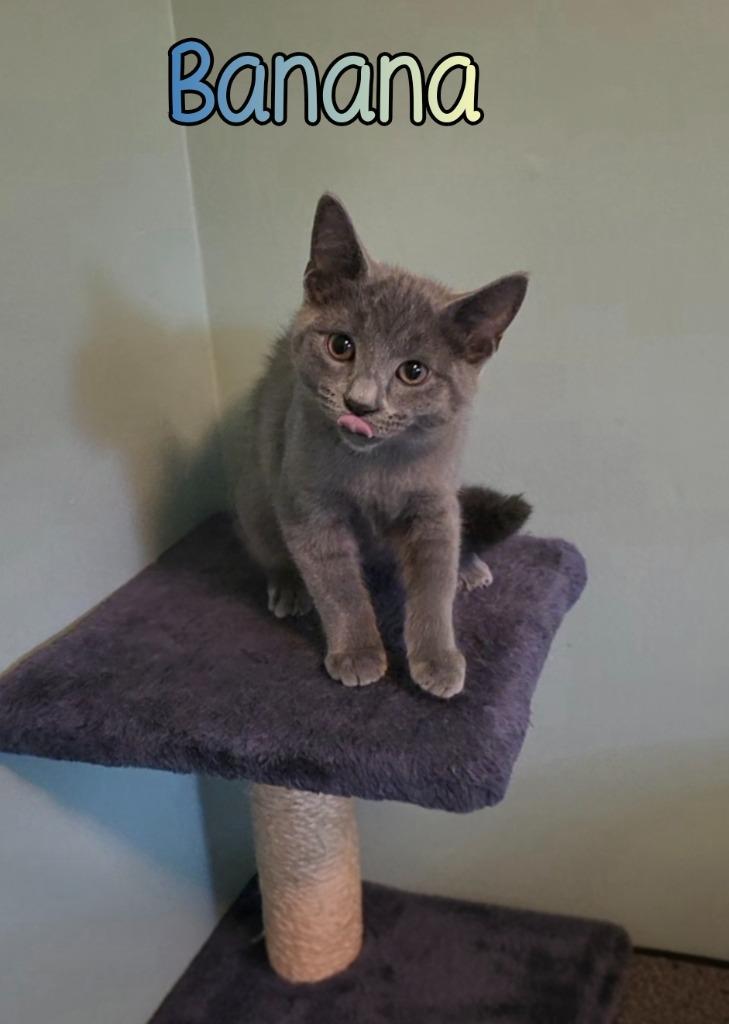 Enlarge Banana, a Adoptable mixed breed in Port Clinton, OH image 1/6
