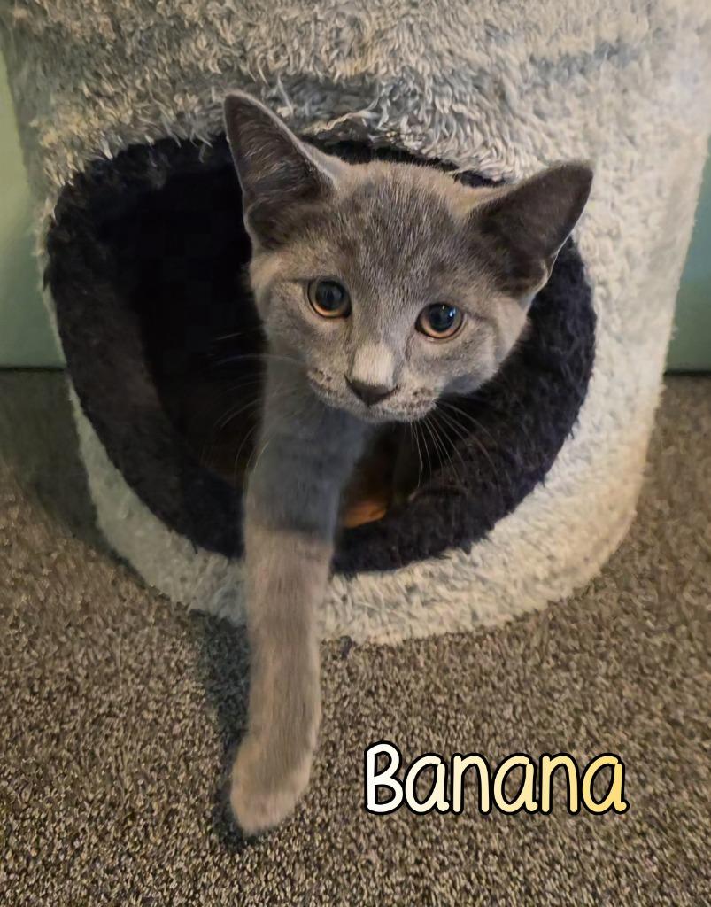 Enlarge Banana, a Adoptable mixed breed in Port Clinton, OH image 2/6