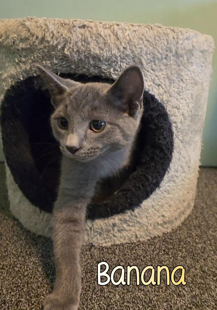 Enlarge Banana, a Adoptable mixed breed in Port Clinton, OH image 3/6