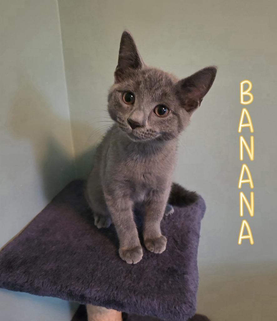 Enlarge Banana, a Adoptable mixed breed in Port Clinton, OH image 5/6