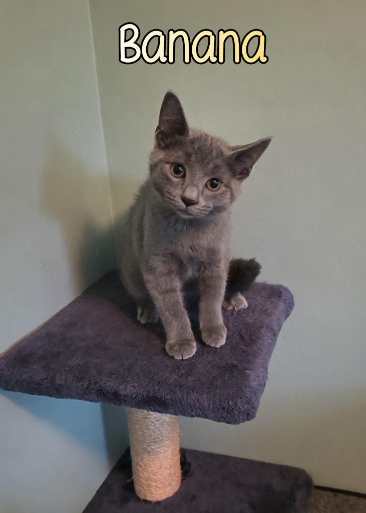 Enlarge Banana, a Adoptable mixed breed in Port Clinton, OH image 6/6
