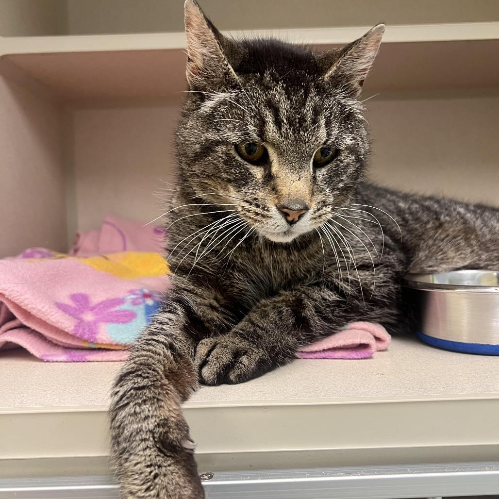 Sully, Senior Male Domestic Short Hair