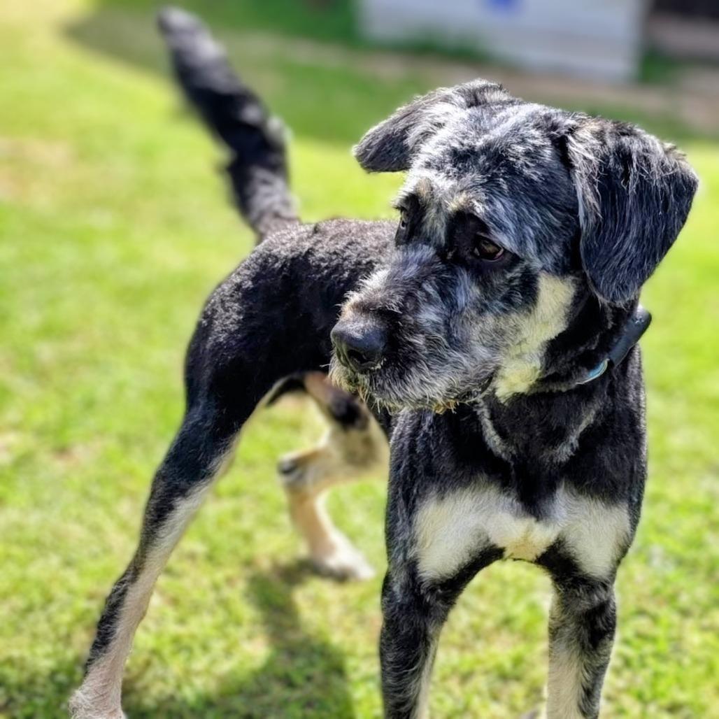 Miel — thumbnail 2