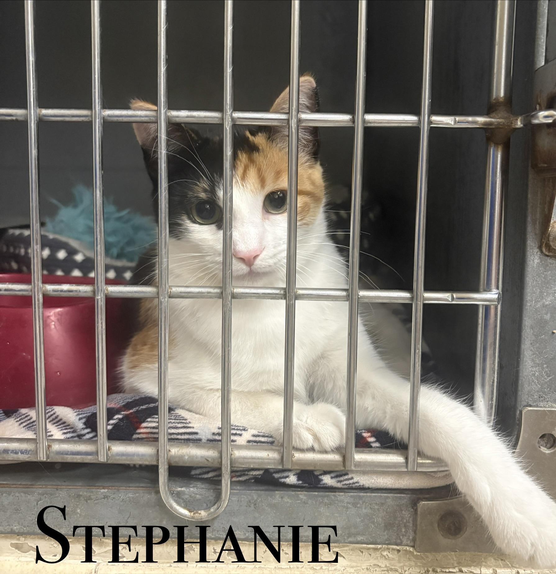 Enlarge Adult Cats, a Adoptable Domestic Short Hair in Craig, CO image 1/2