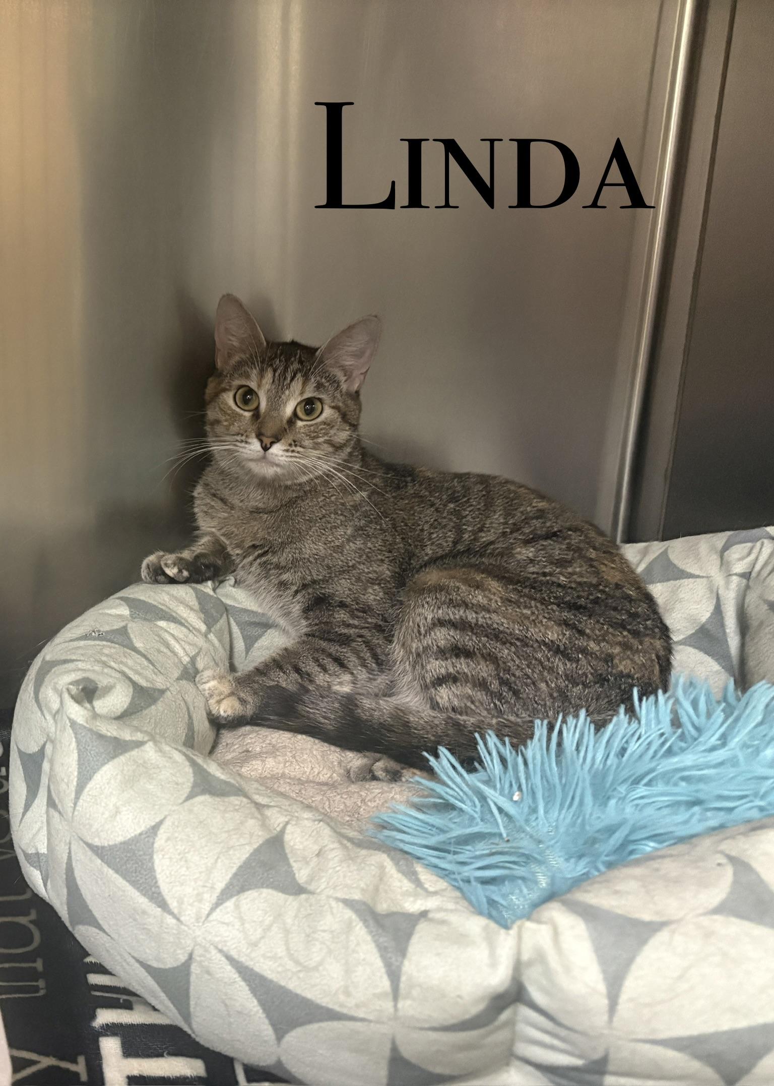 Enlarge Adult Cats, a Adoptable Domestic Short Hair in Craig, CO image 2/2