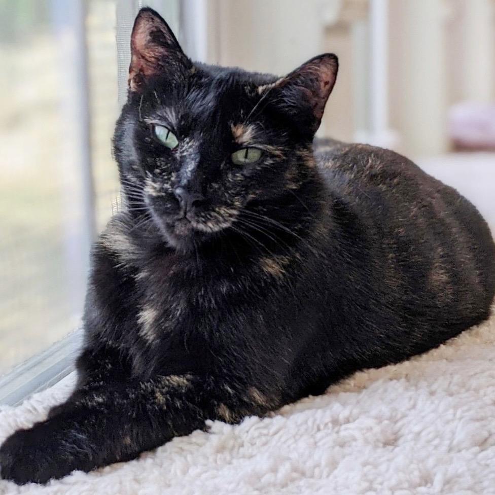 Frenchie, Adoptable, Adult Female Tortoiseshell & Domestic Short Hair.