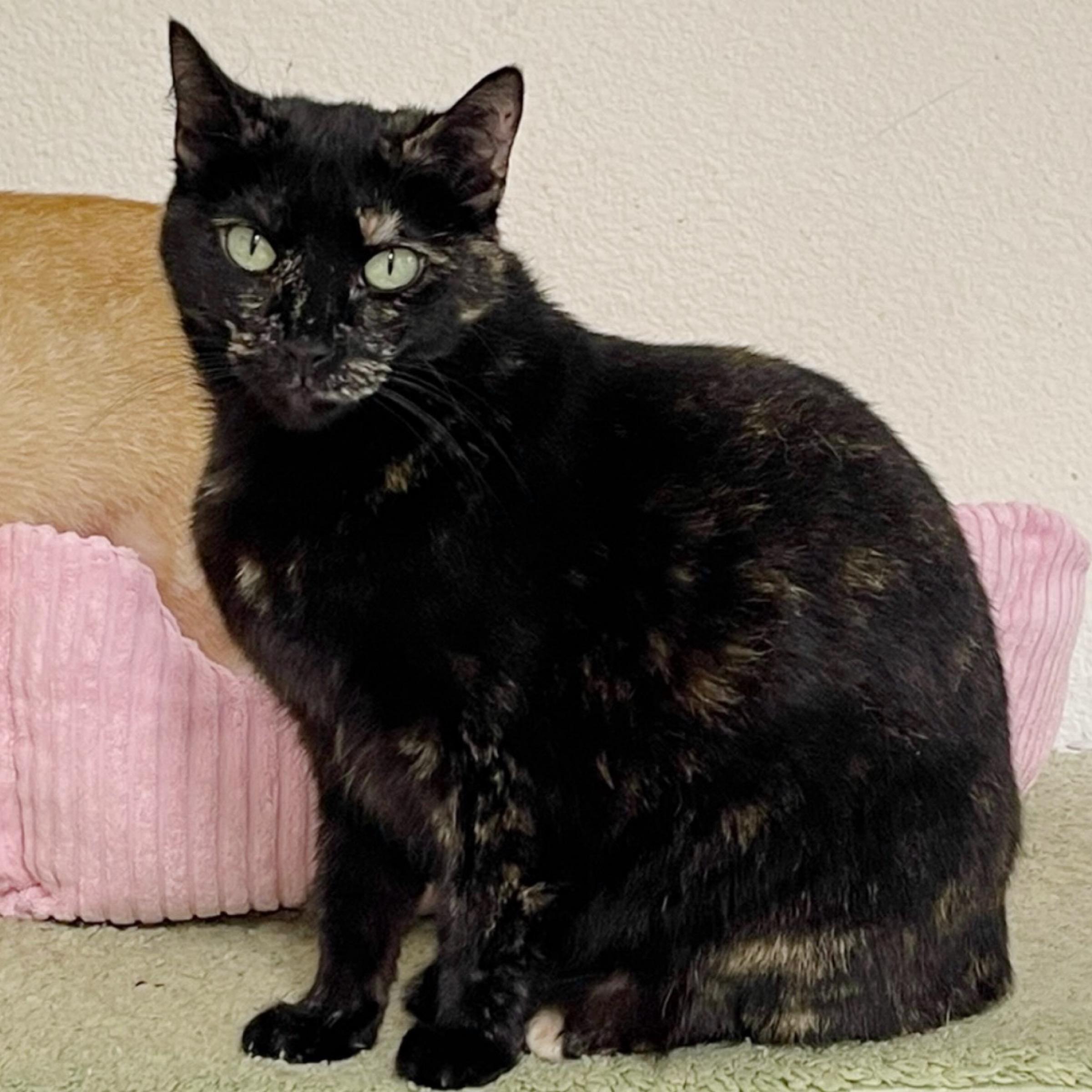 Frenchie, Adoptable, Adult Female Tortoiseshell & Domestic Short Hair.