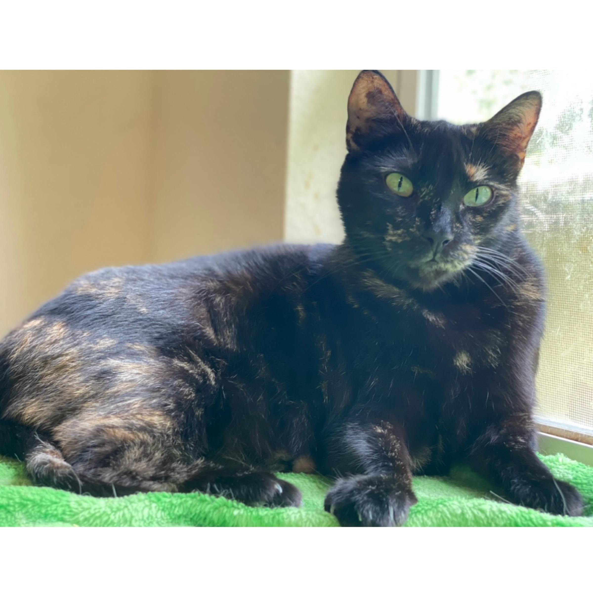 Frenchie, an adoptable Tortoiseshell, Domestic Short Hair in Kingwood, TX, 77325 | Photo Image 3
