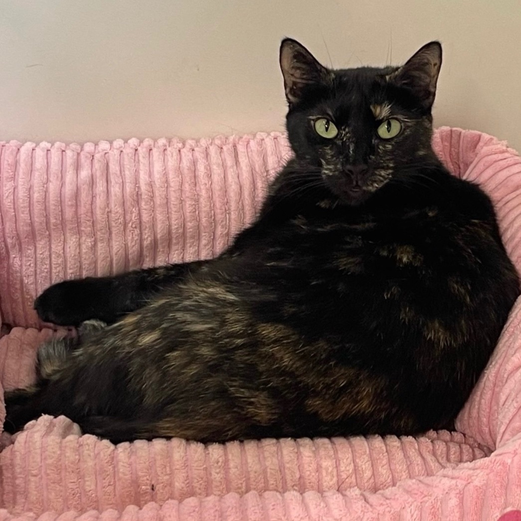 Frenchie, an adoptable Tortoiseshell, Domestic Short Hair in Kingwood, TX, 77325 | Photo Image 6