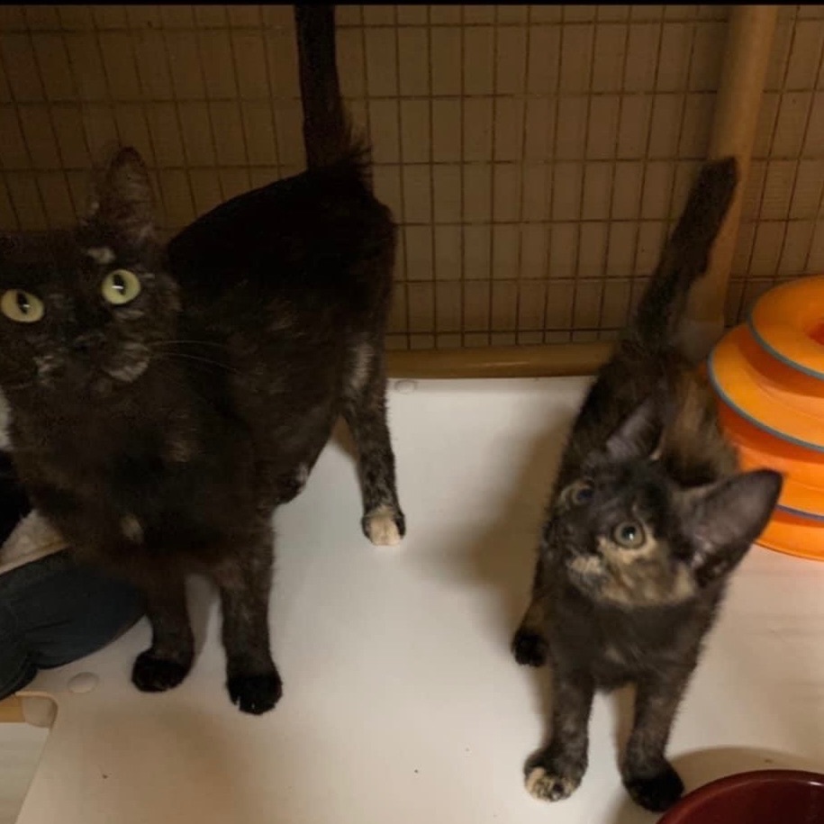 Frenchie, a Adoptable mixed breed in Kingwood, TX image 6/6