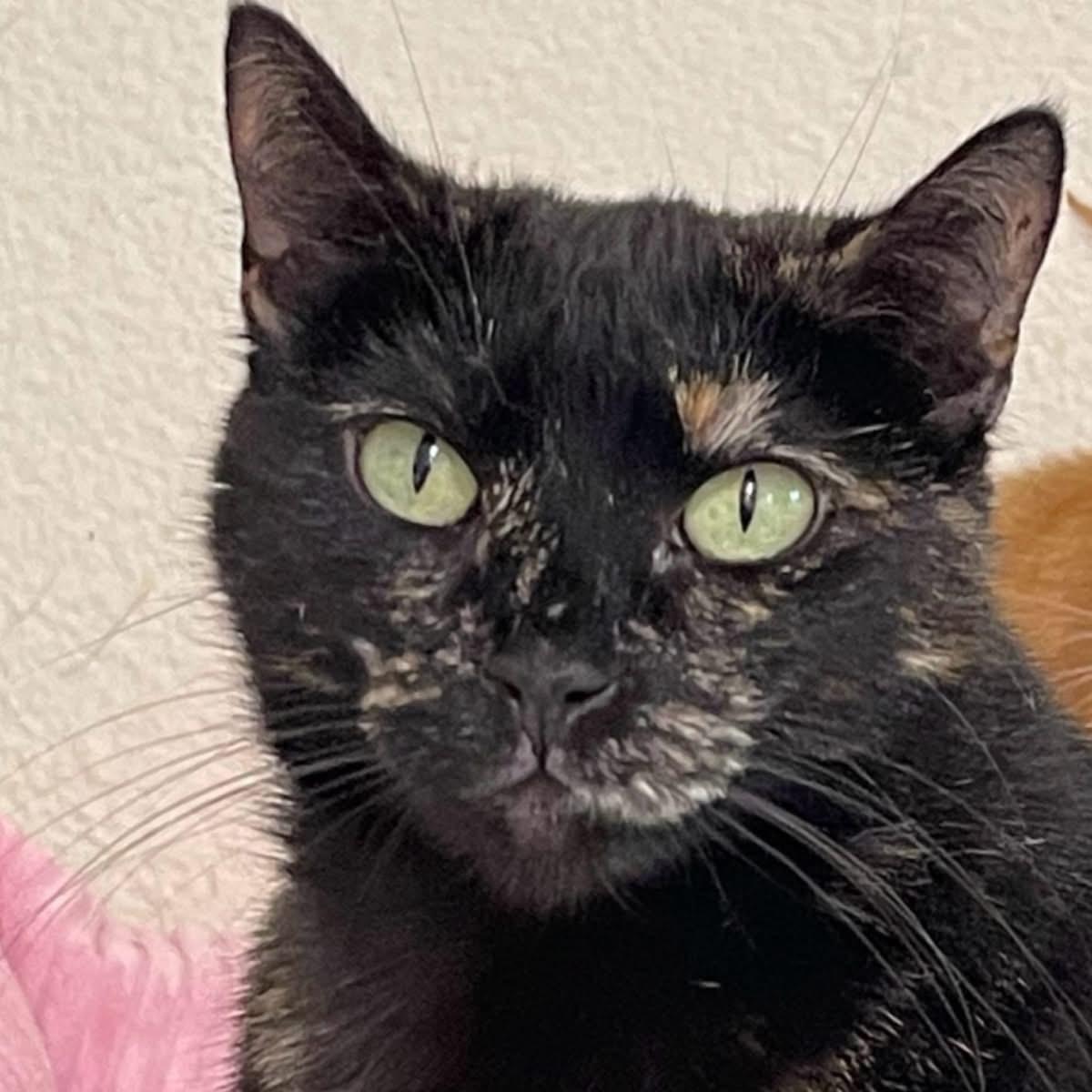 Frenchie, an adoptable Tortoiseshell, Domestic Short Hair in Kingwood, TX, 77325 | Photo Image 2