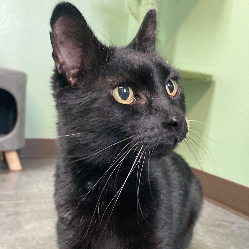 Abal, Adoptable, Senior Male Domestic Short Hair.