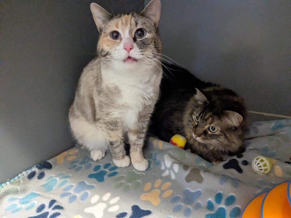 Sunset , a ADOPTABLE Calico in Blair, NE image 2/2