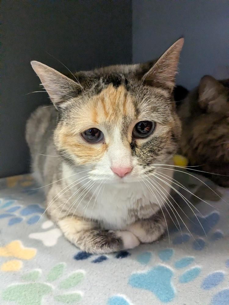 Sunset , ADOPTABLE, Adult Female Calico.