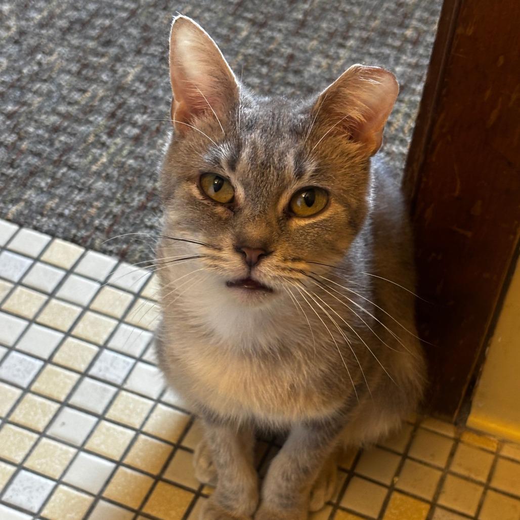 Cumulus, Adoptable, Adult Female Domestic Short Hair.
