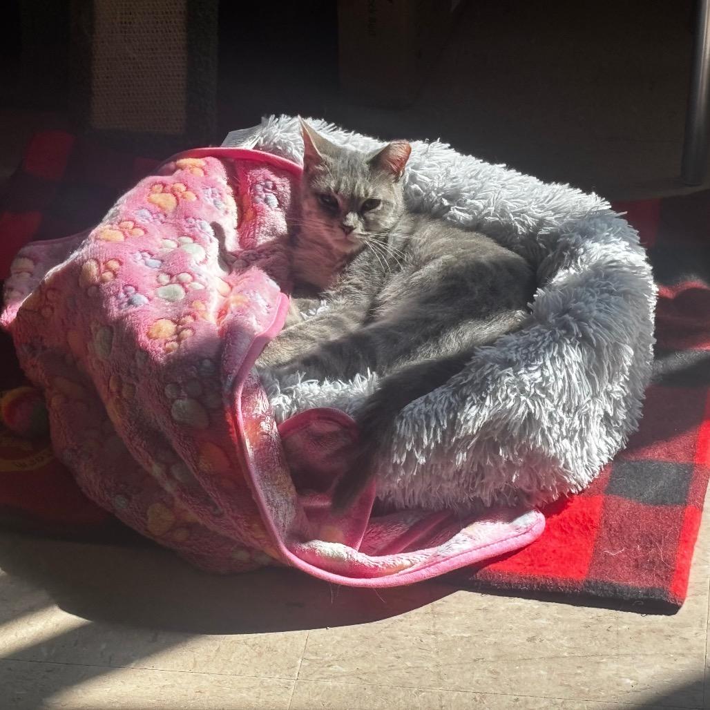 Cumulus, a Adoptable Domestic Short Hair in Madison, WI image 2/4