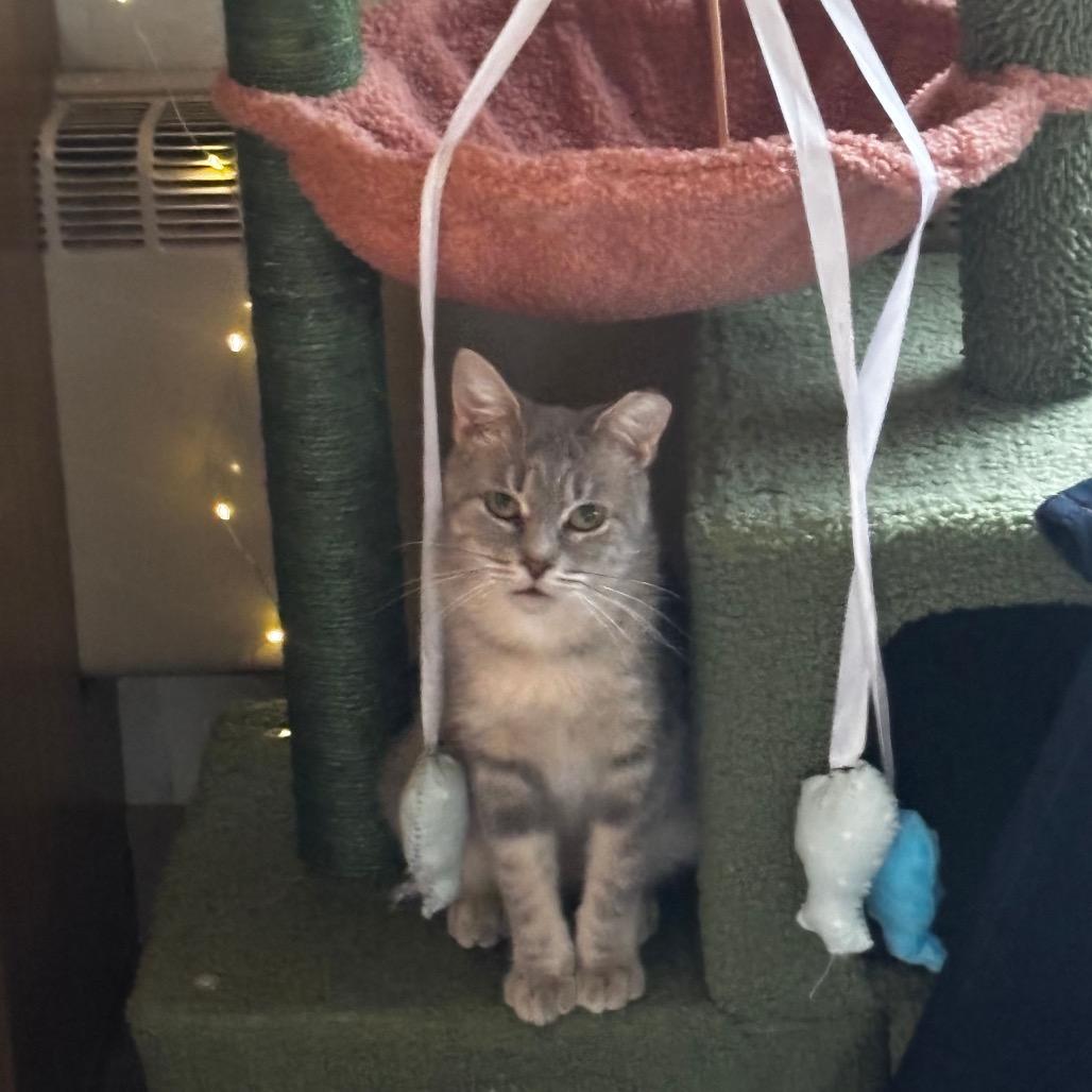 Cumulus, a Adoptable Domestic Short Hair in Madison, WI image 3/4