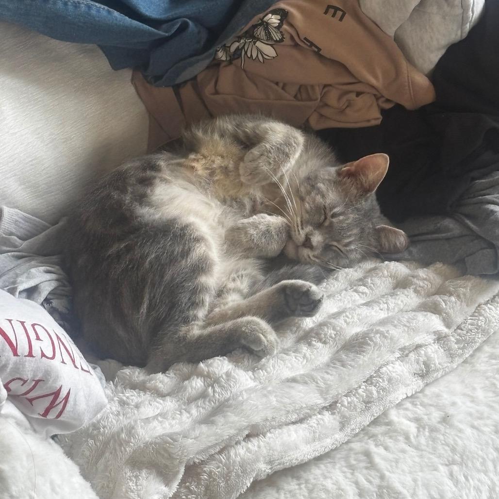 Cumulus, a Adoptable Domestic Short Hair in Madison, WI image 4/4