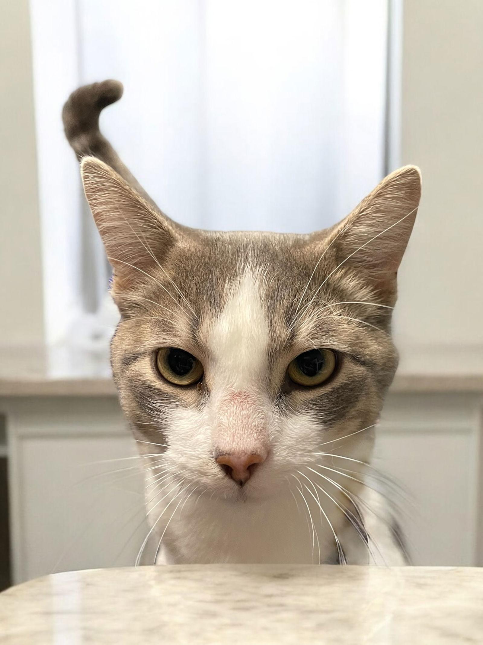 Jax, Adopted, Adult Male Domestic Short Hair.