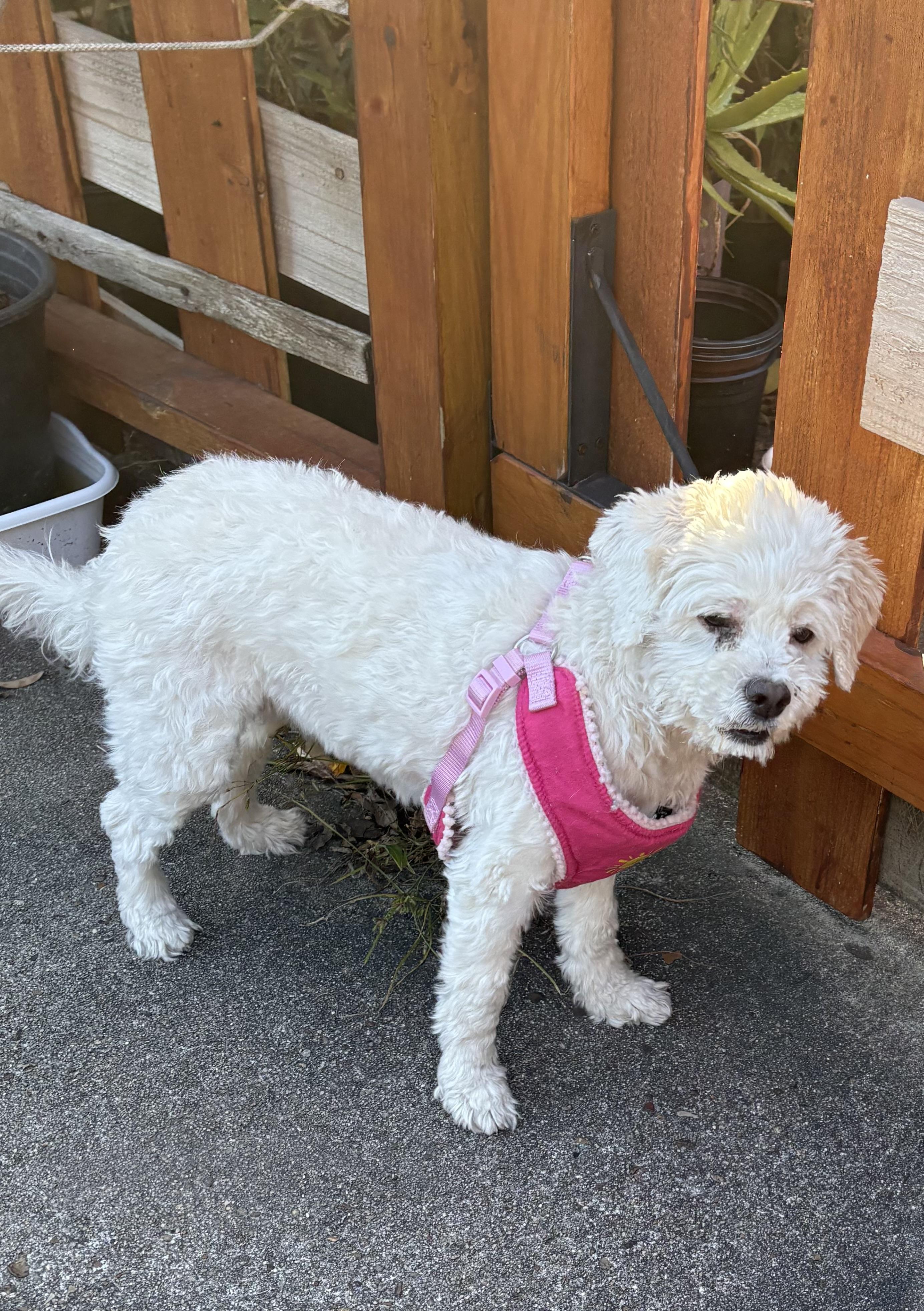 Lulana OR13971-Thw, Adoptable, Adult Female Maltese & Poodle.