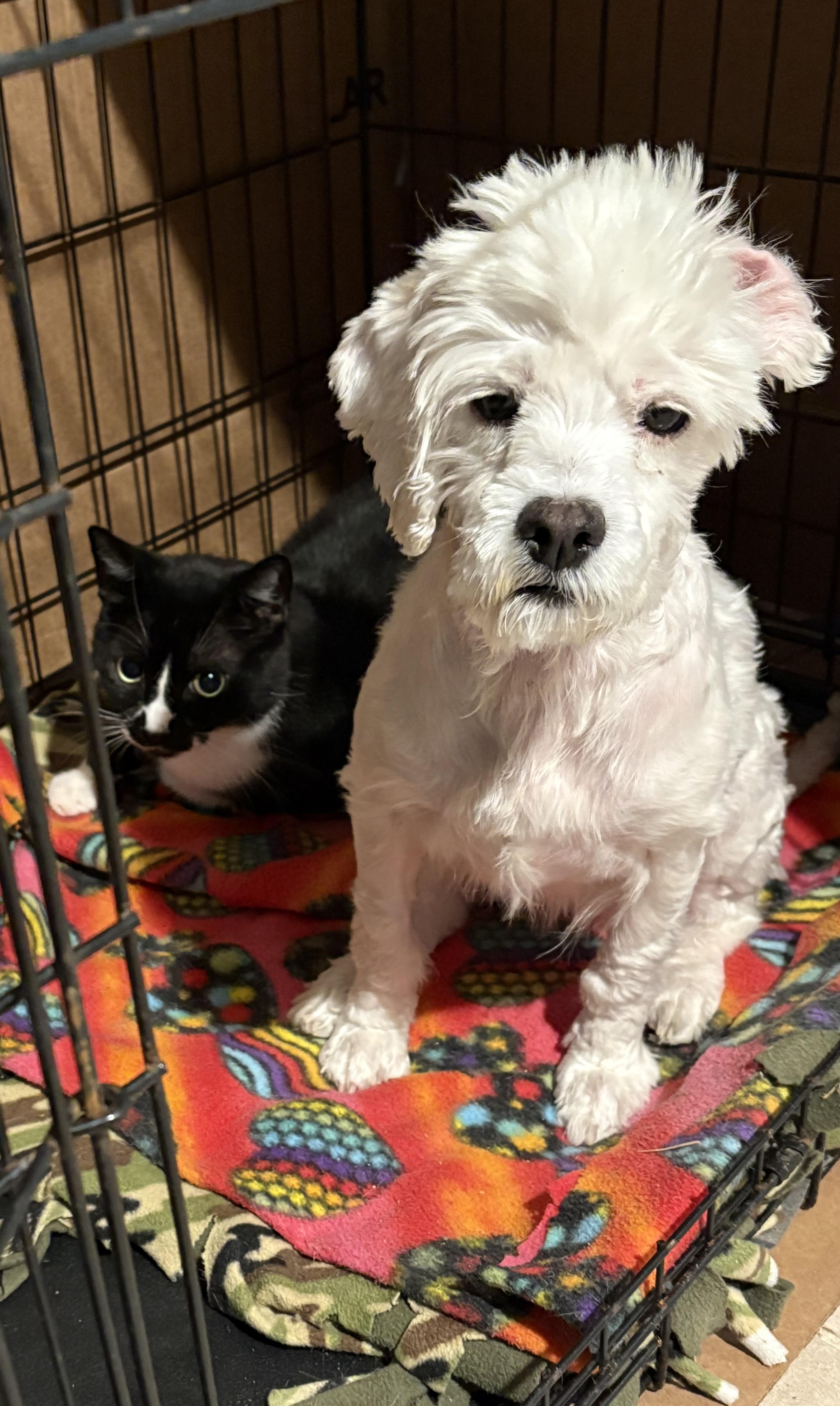 Enlarge Lulana OR13971-Thw, a Adoptable mixed breed in Beaverton, OR image 4/5