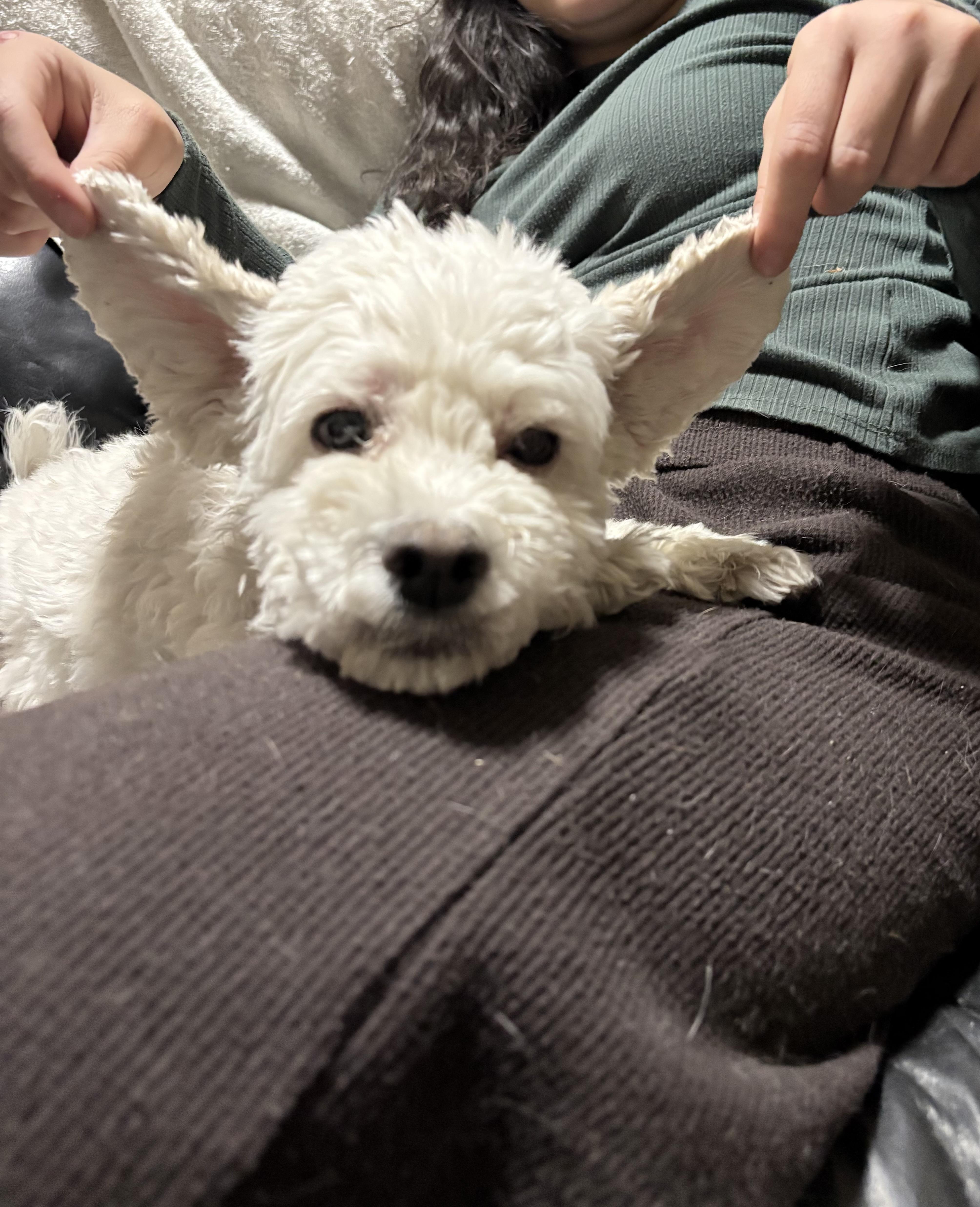 Enlarge Lulana OR13971-Thw, a Adoptable mixed breed in Beaverton, OR image 5/5