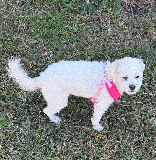 Enlarge Lulana OR13971-Thw, a Adoptable mixed breed in Beaverton, OR image 2/5
